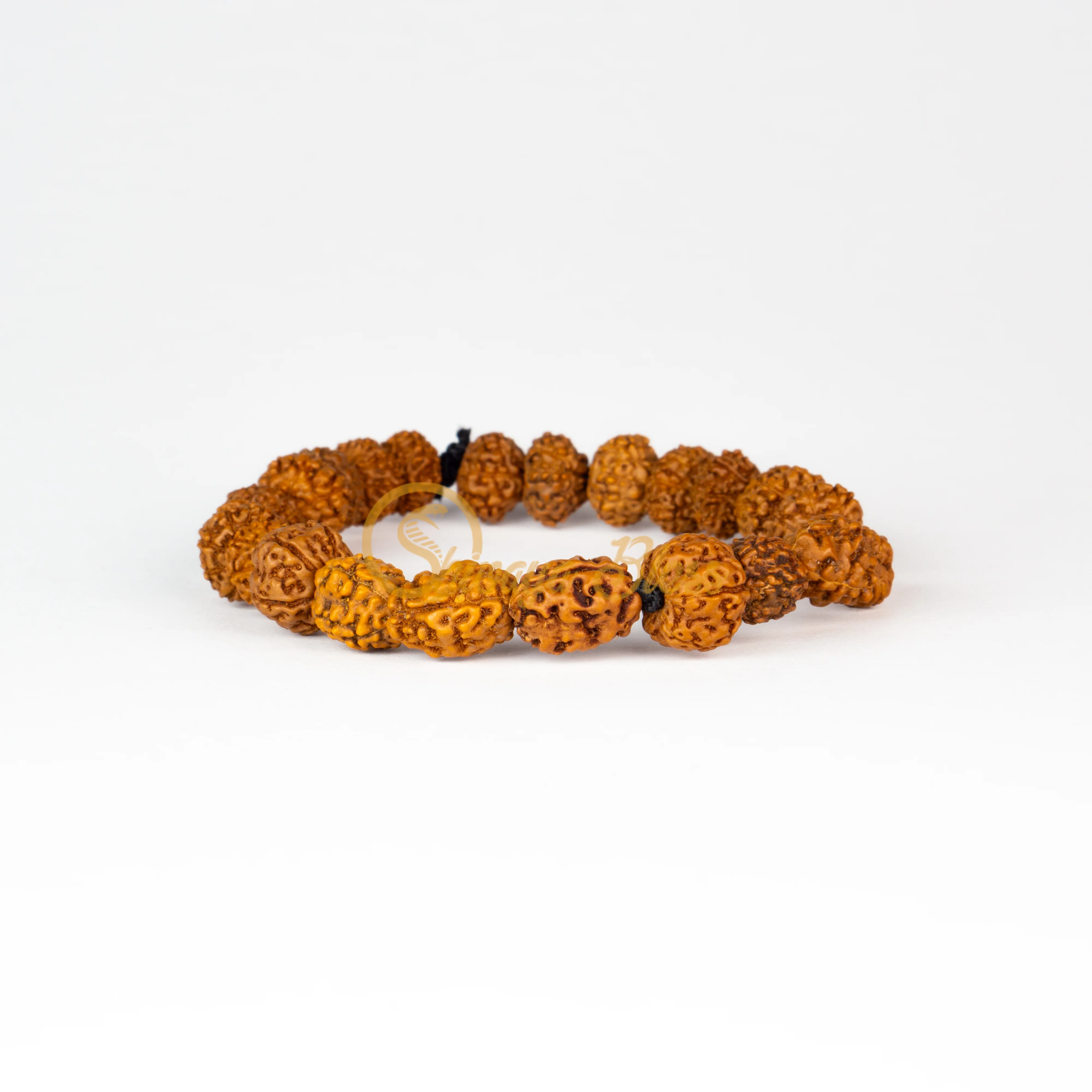 6 Face Rudraksha